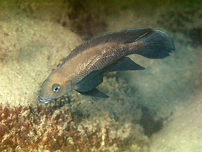 Neolamprologus pectoralis 'Tembwe (Deux)'